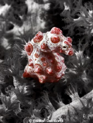Bargibanti seahorse by Els Van Den Borre 